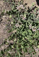 Intermediate dogbane_Apocynum X floribundum.jpg